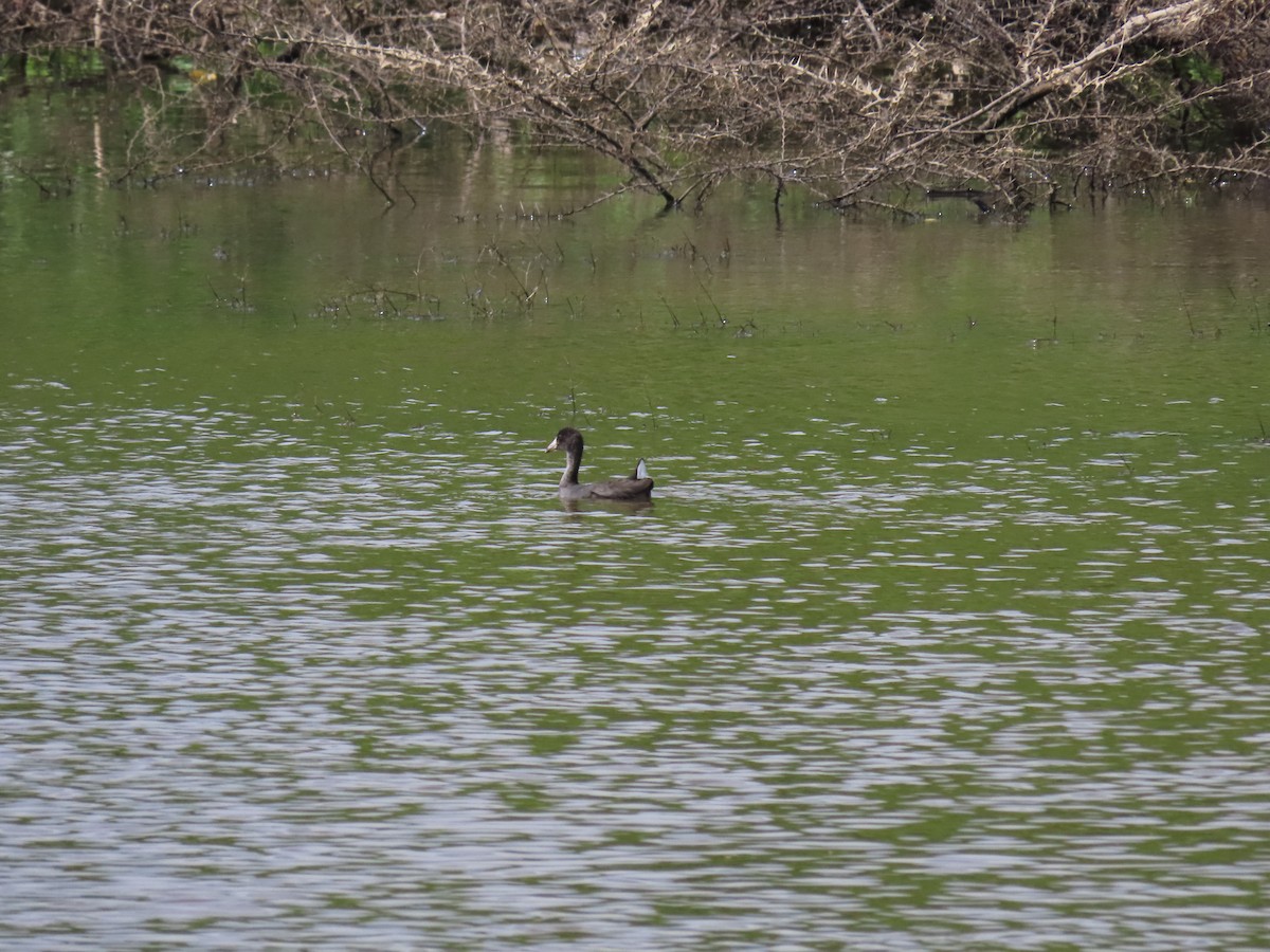 American Coot - ML620667567