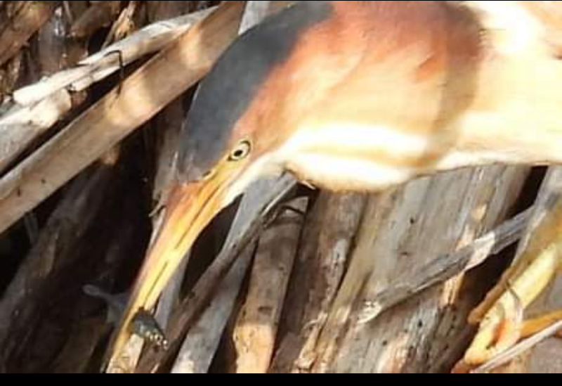 Least Bittern - ML620667569