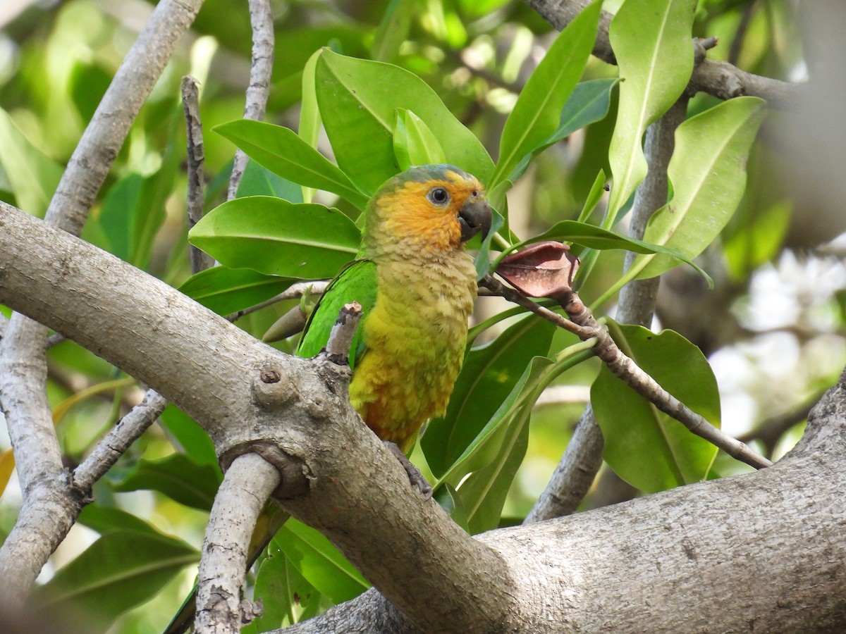 Aratinga Pertinaz - ML620667570