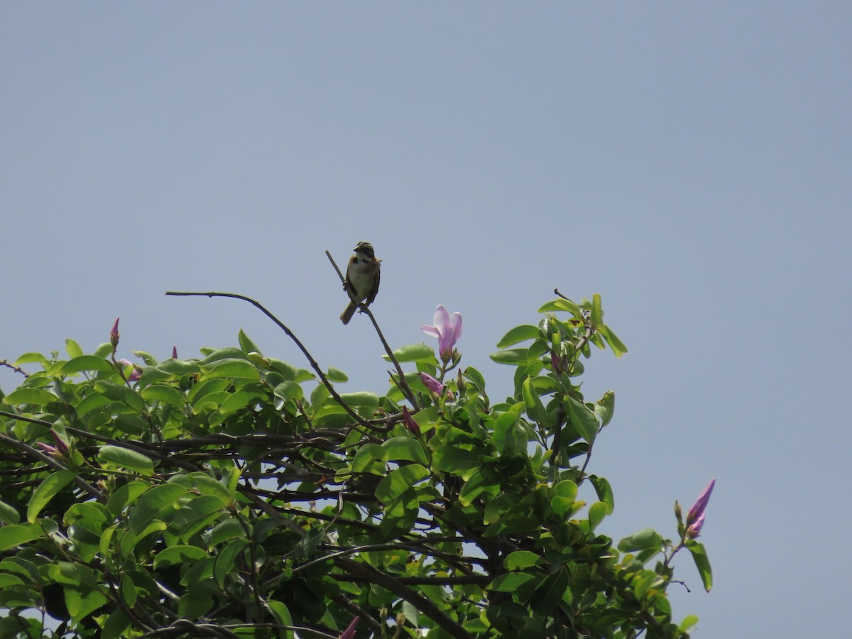 Rufous-collared Sparrow - ML620667573