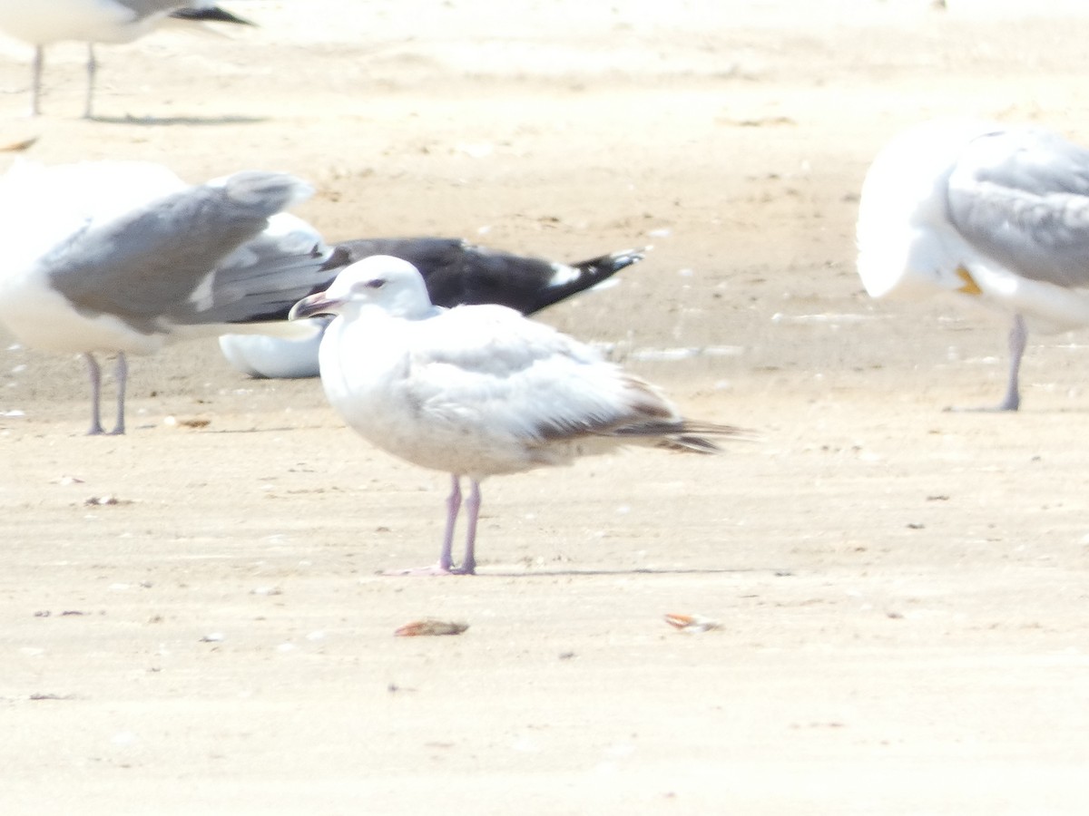 Herring Gull - ML620667574