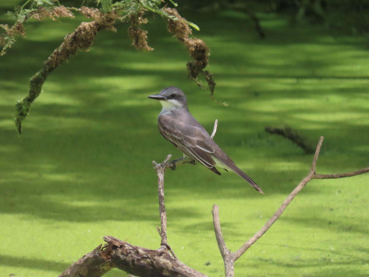 Gray Kingbird - ML620667576