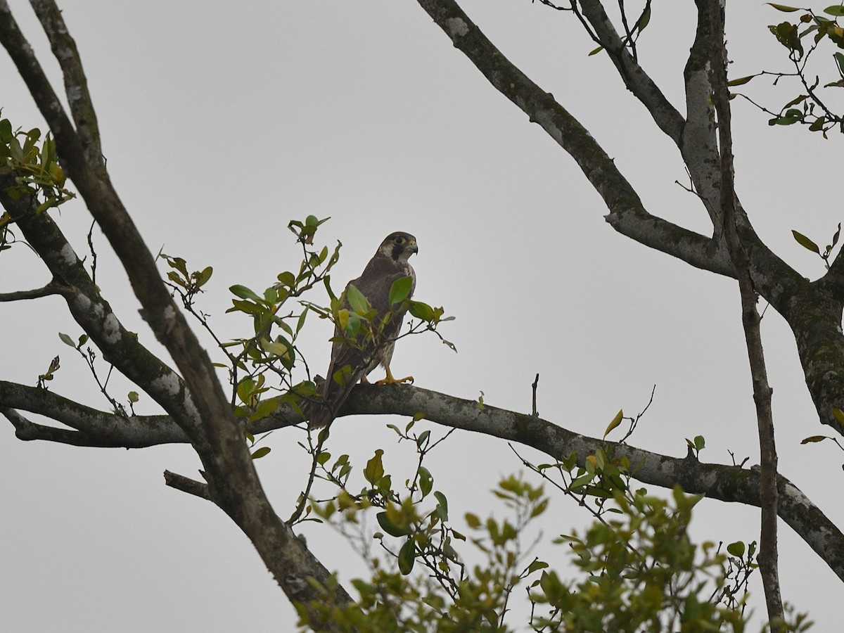 Peregrine Falcon - ML620667578