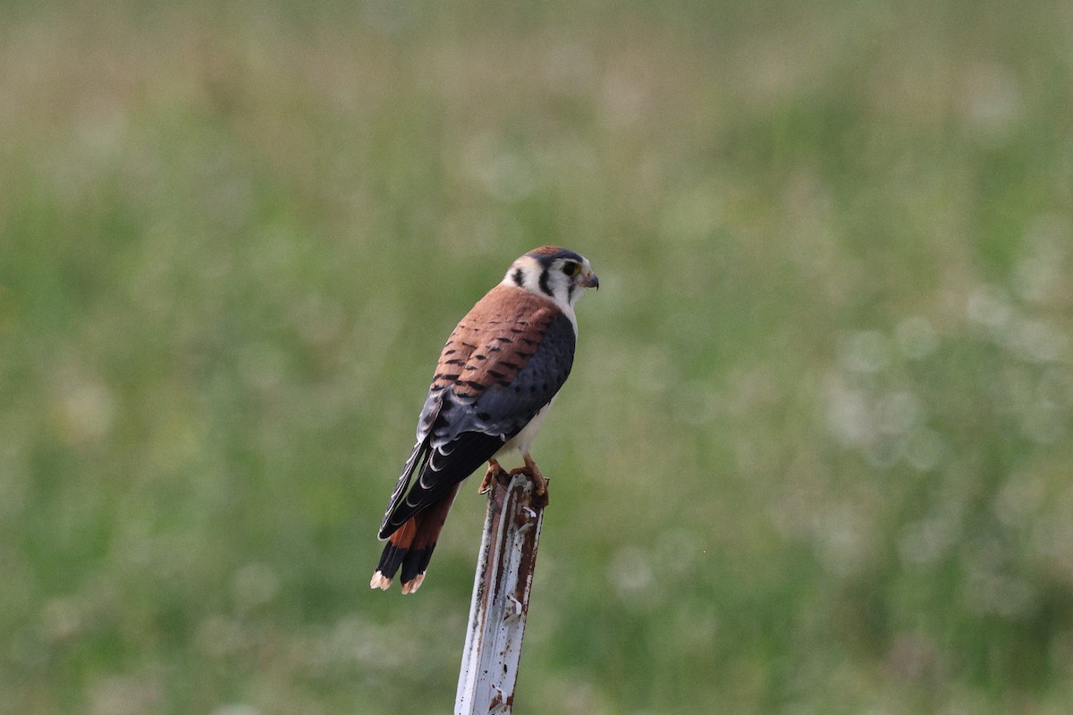 American Kestrel - ML620667579