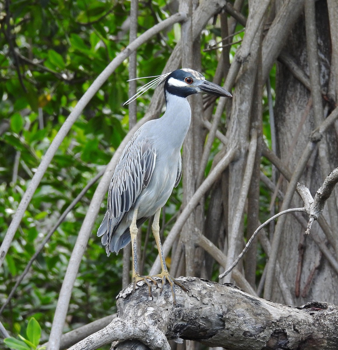 Yellow-crowned Night Heron - Richard Mckay