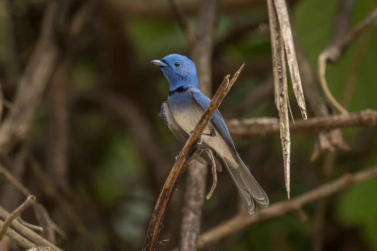 Black-naped Monarch - ML620667584