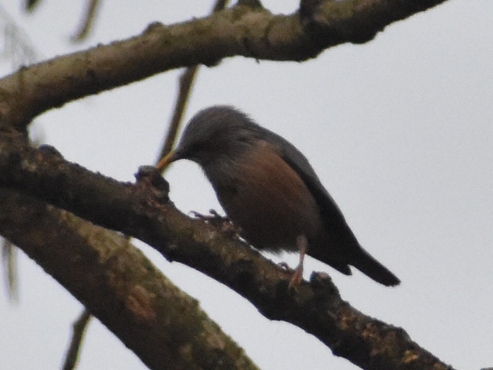 Chestnut-tailed Starling - ML620667585