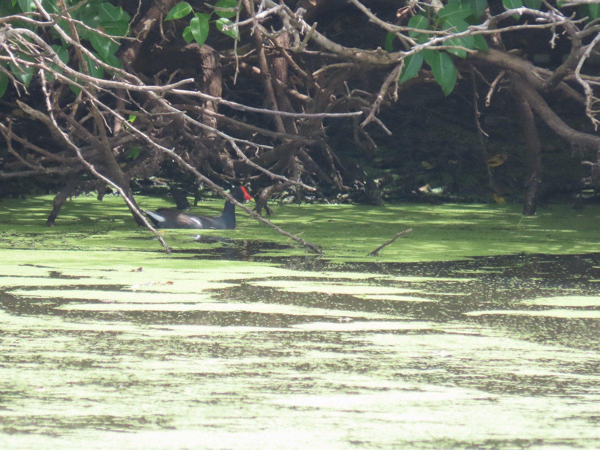 Gallinule d'Amérique - ML620667588