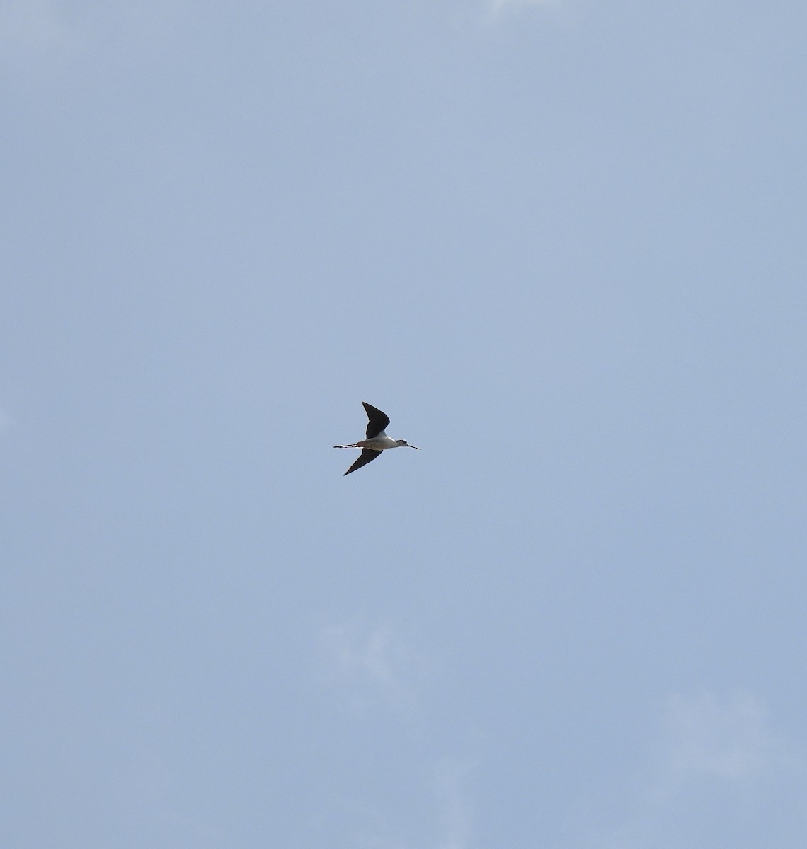 Black-necked Stilt - ML620667590