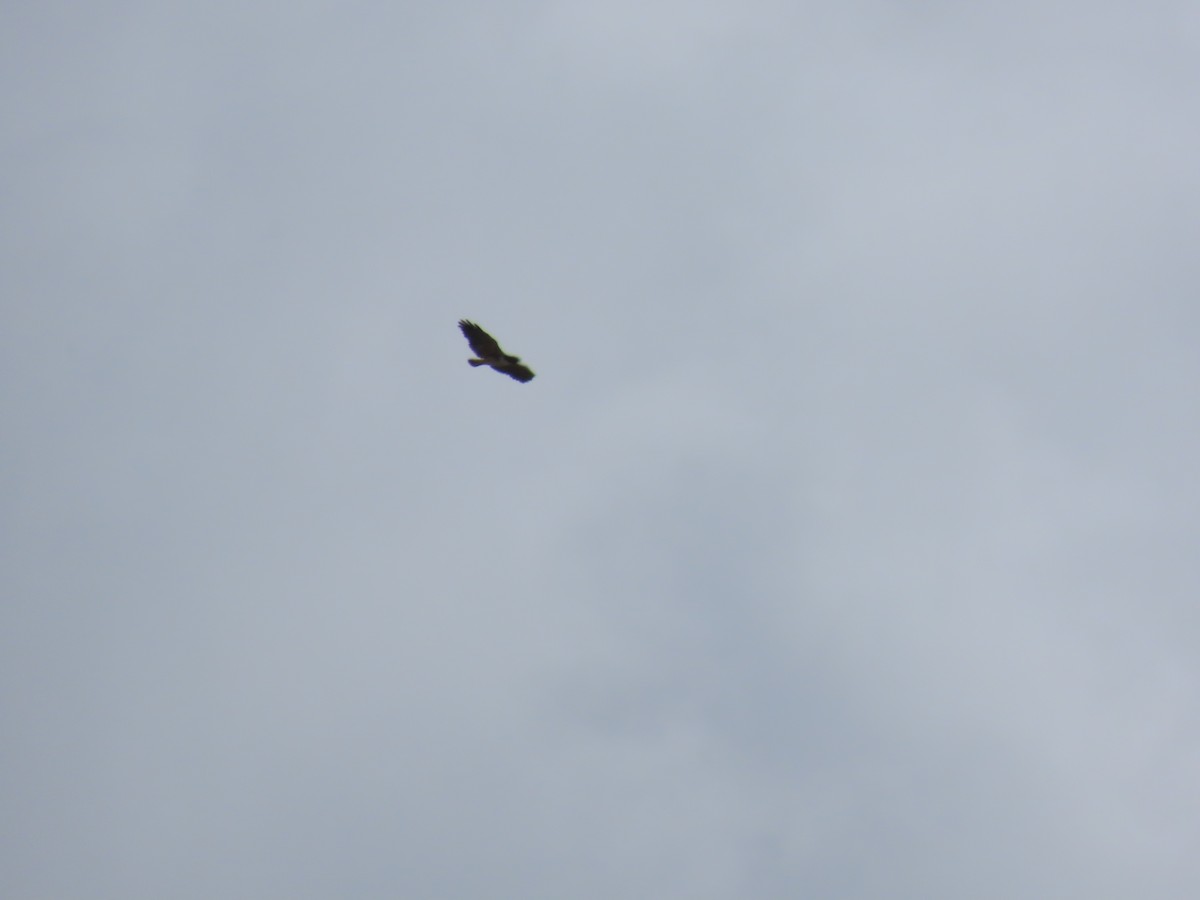 White-tailed Hawk - robert wellens