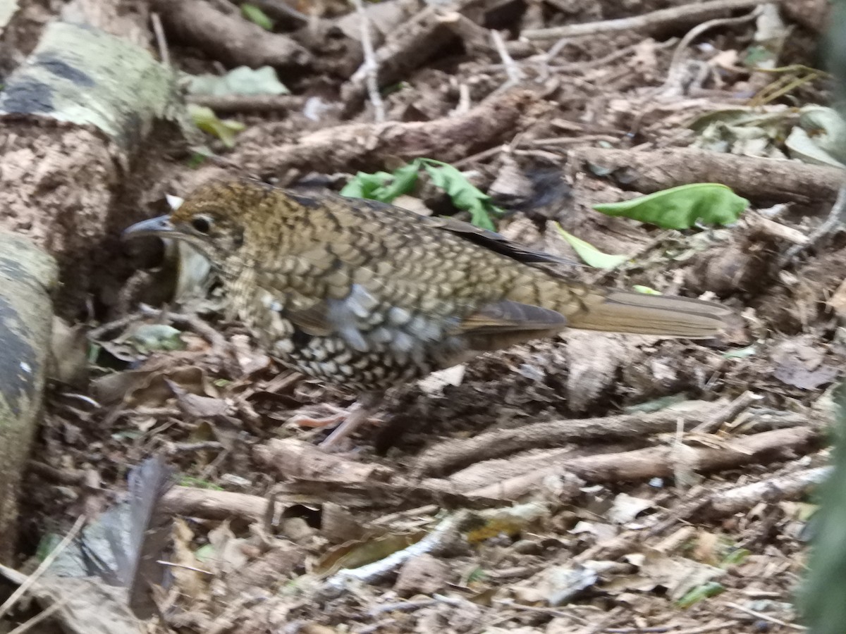 Bassian Thrush - ML620667596