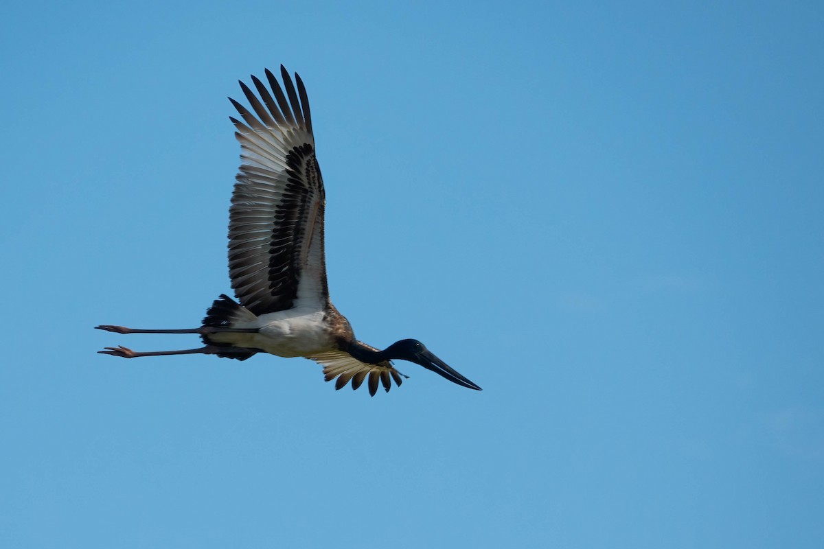 Black-necked Stork - Jan Lile