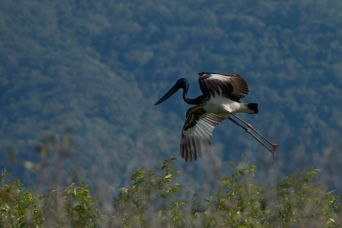 Black-necked Stork - ML620667598