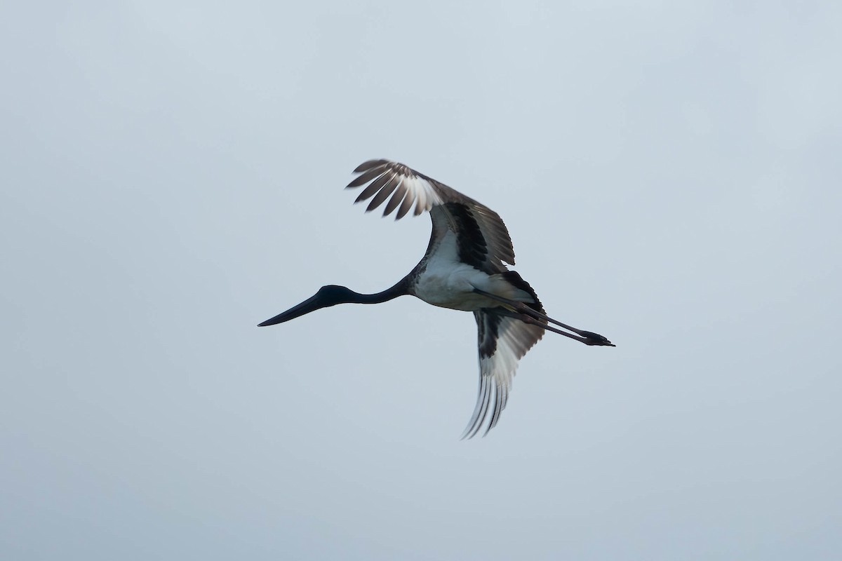 Black-necked Stork - ML620667599