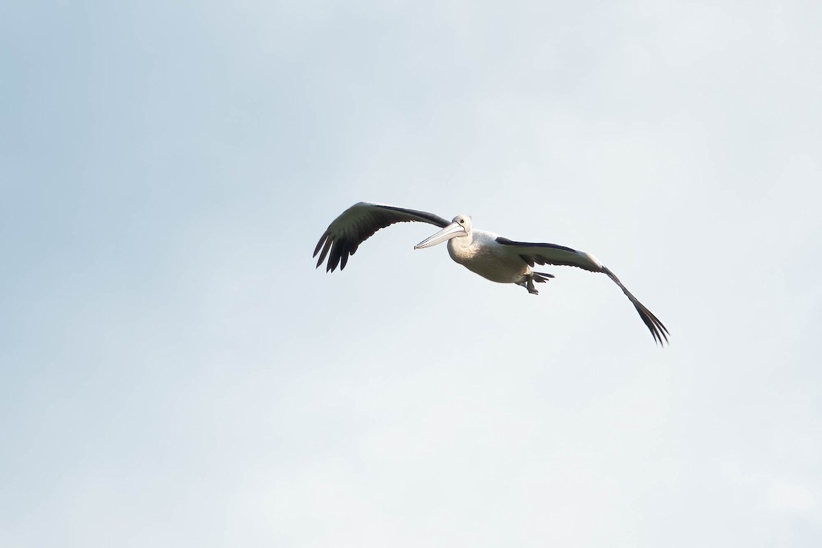 Black-necked Stork - ML620667600