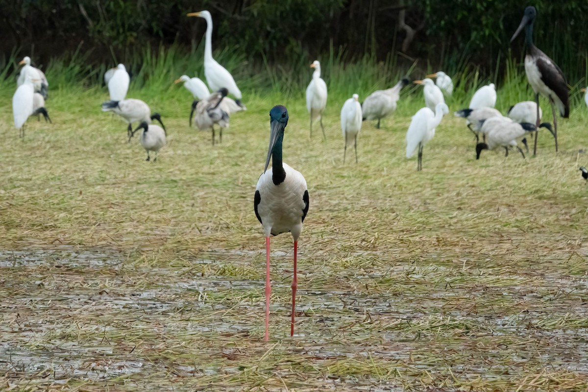 Black-necked Stork - ML620667601