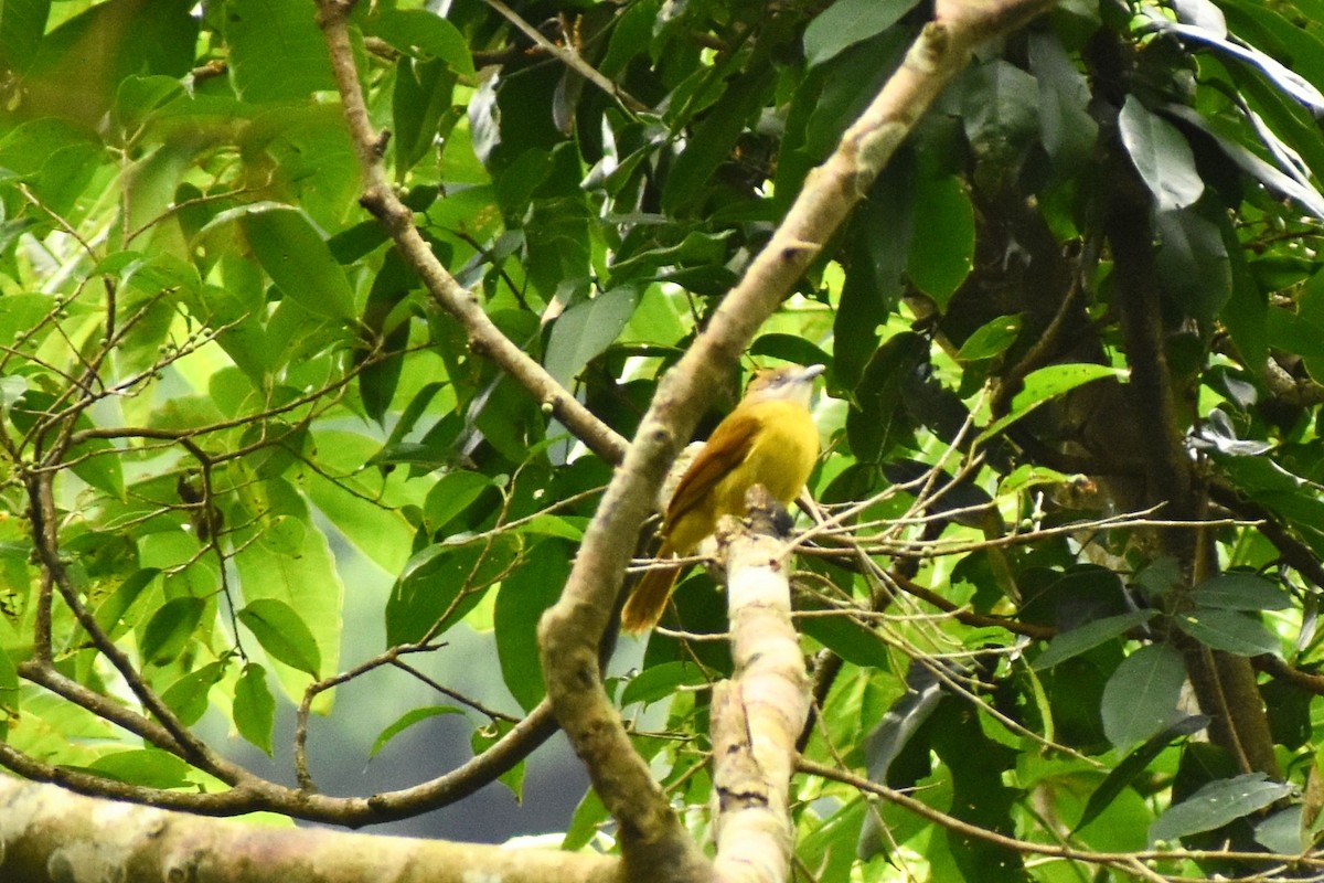 White-throated Bulbul - ML620667604