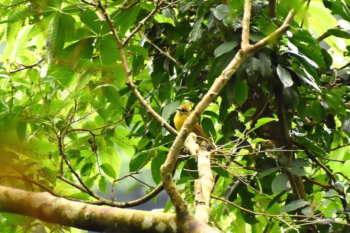 White-throated Bulbul - ML620667605