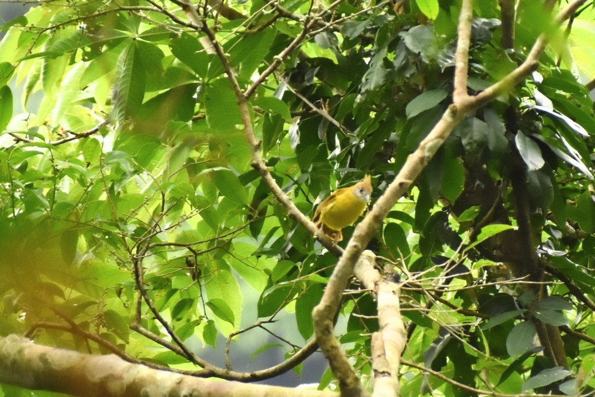 White-throated Bulbul - ML620667606