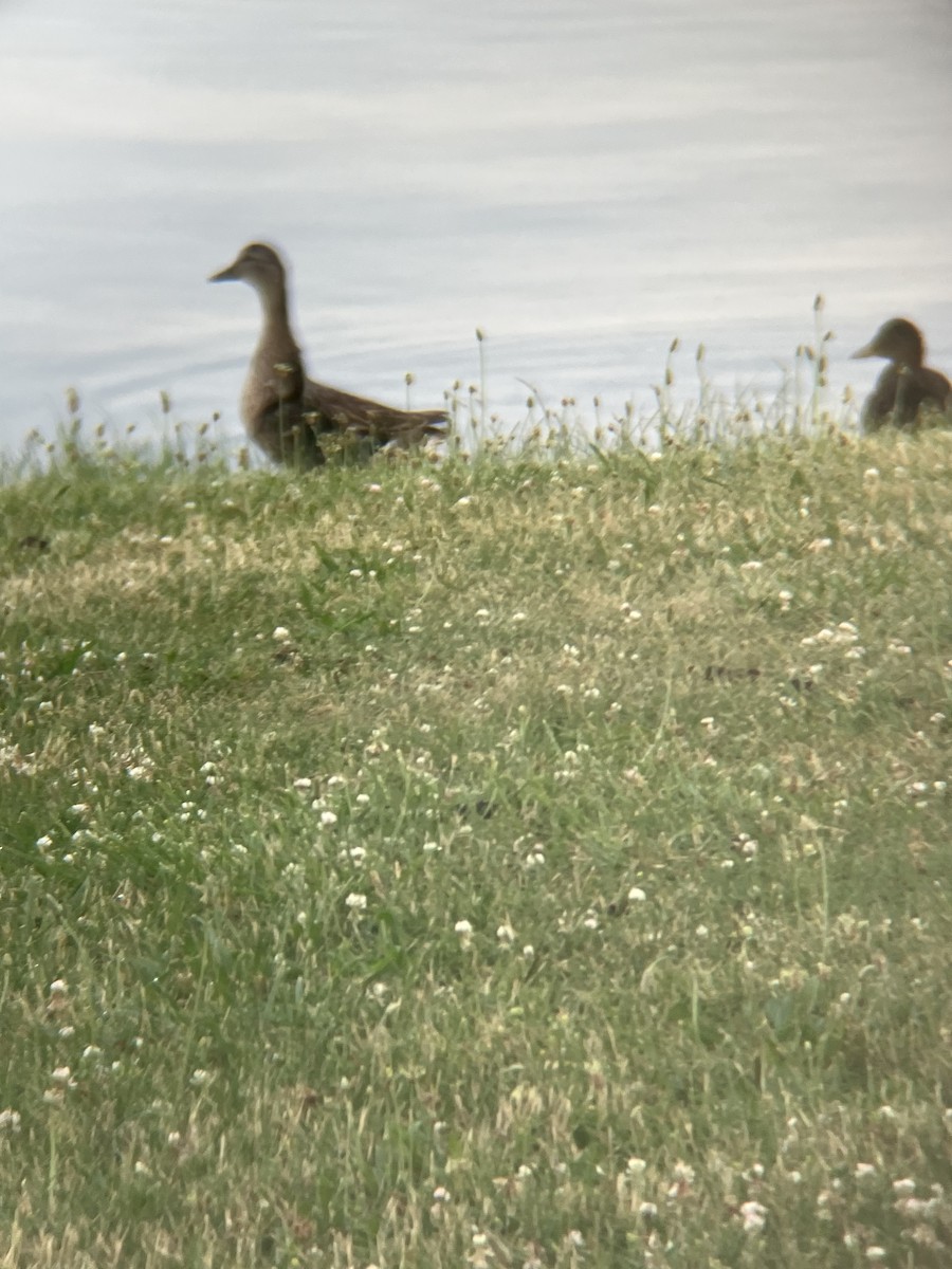 Canard colvert - ML620667608