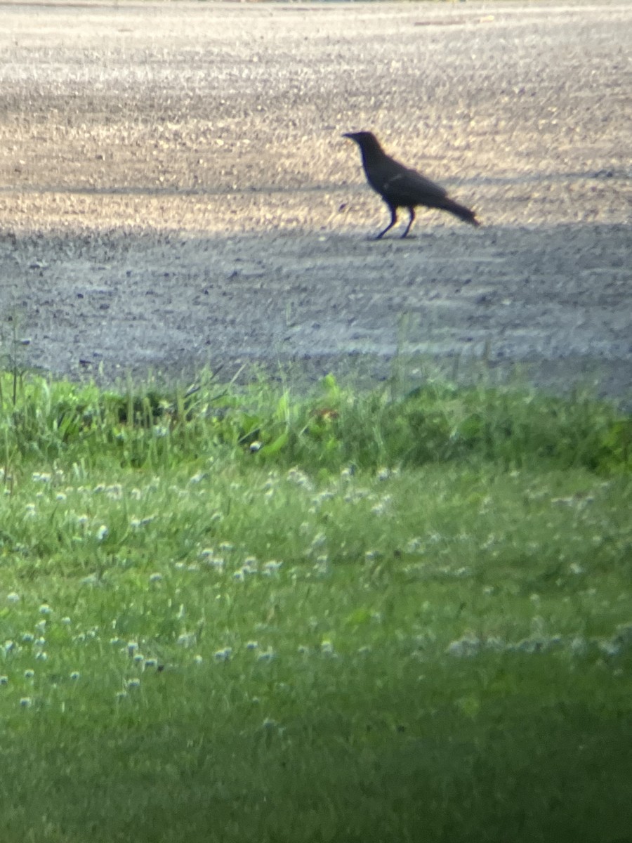 American Crow - ML620667610