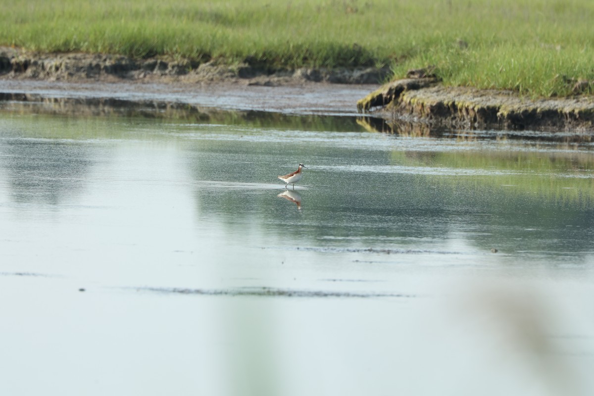 hvithalesvømmesnipe - ML620667611