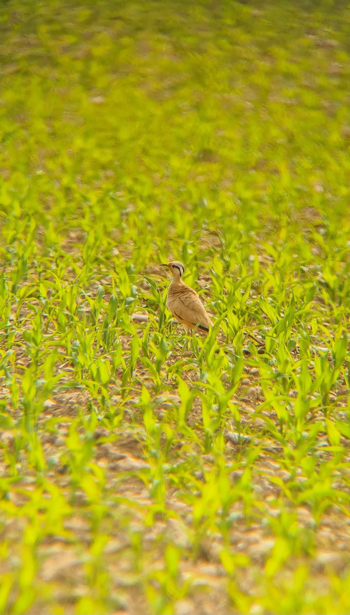 Cream-colored Courser - ML620667612