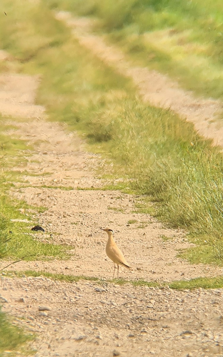 Cream-colored Courser - ML620667613