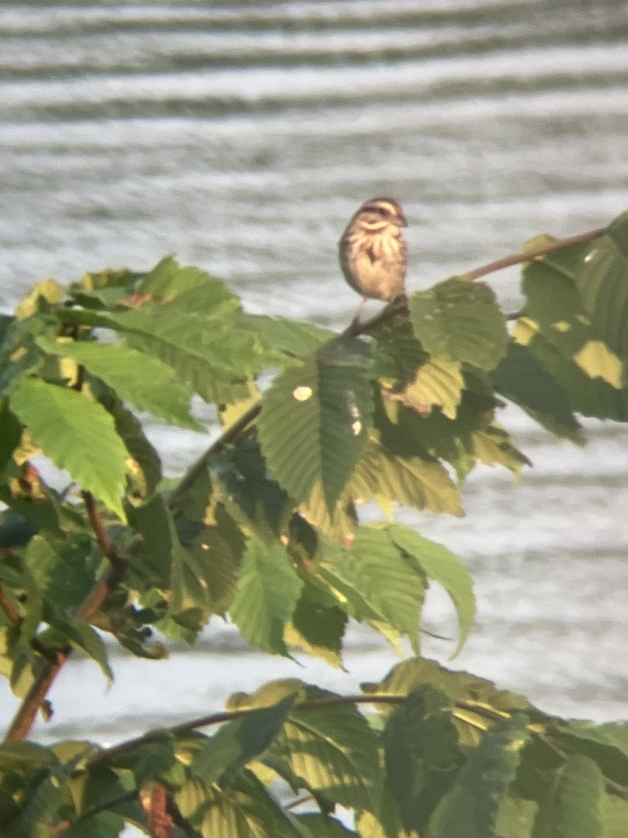 Song Sparrow - ML620667615