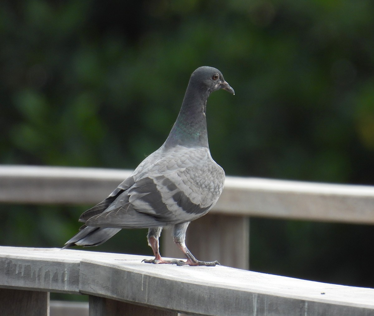 Rock Pigeon (Feral Pigeon) - ML620667617