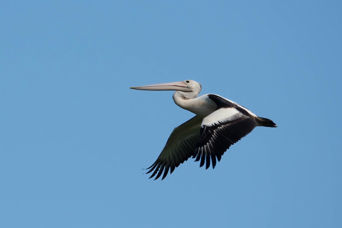 Australian Pelican - Jan Lile