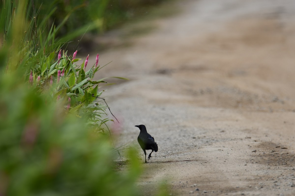 Great-tailed Grackle - ML620667619