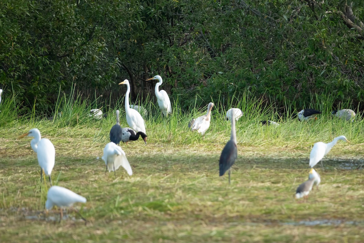 Pacific Heron - ML620667620