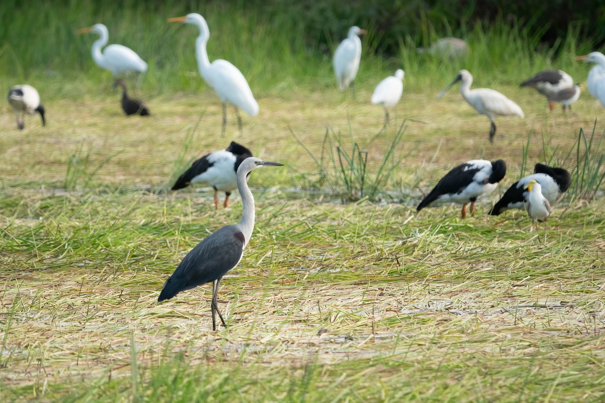 Pacific Heron - ML620667621