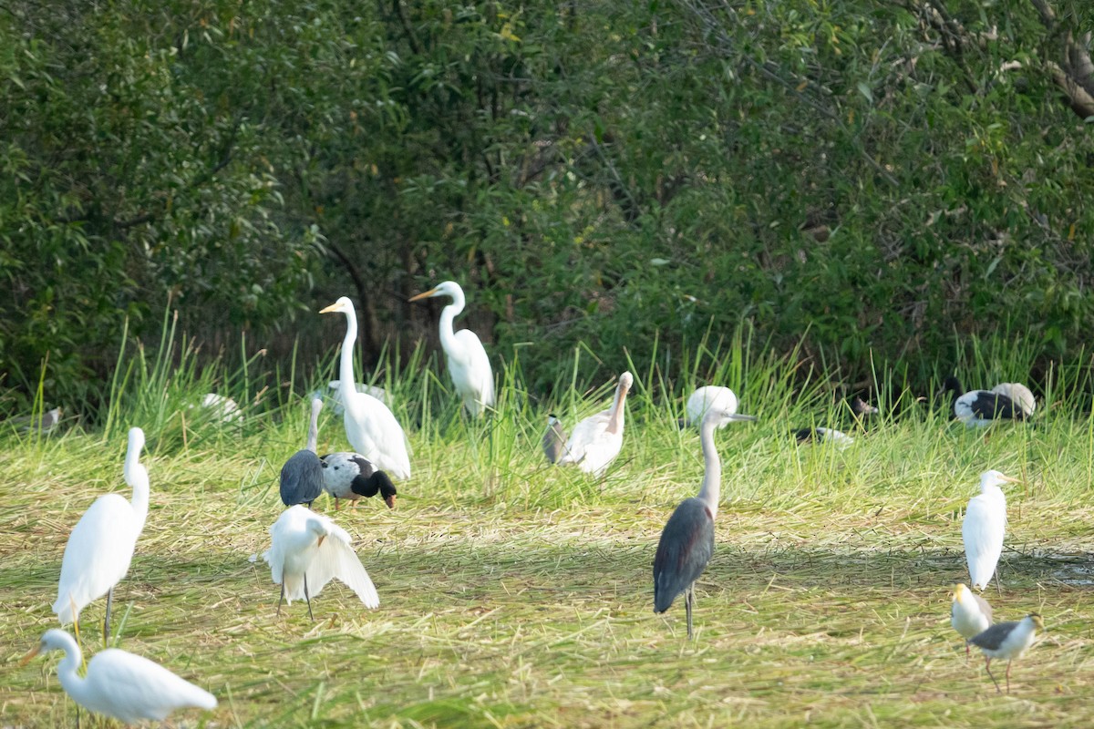 Pacific Heron - Jan Lile