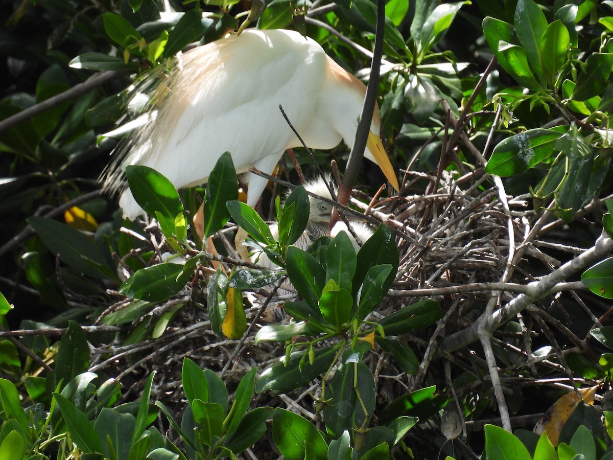 Western Cattle Egret - Richard Mckay