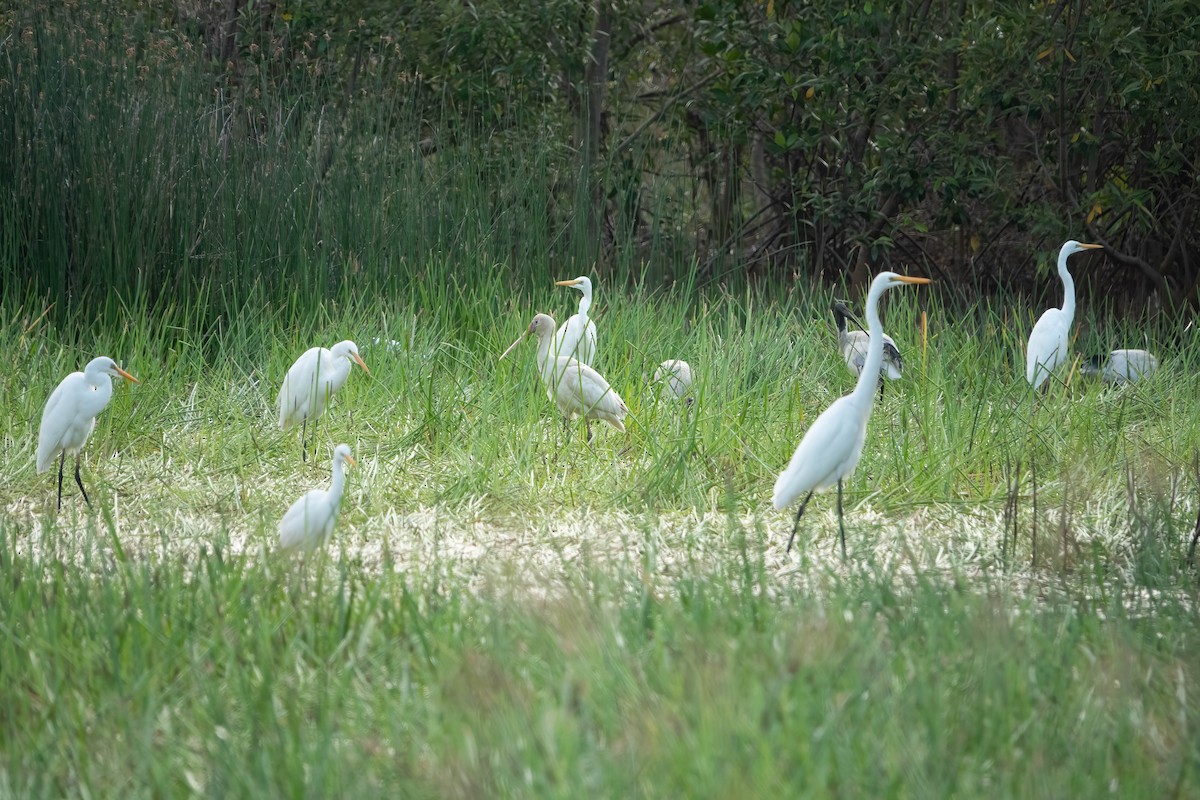 Yellow-billed Spoonbill - ML620667627