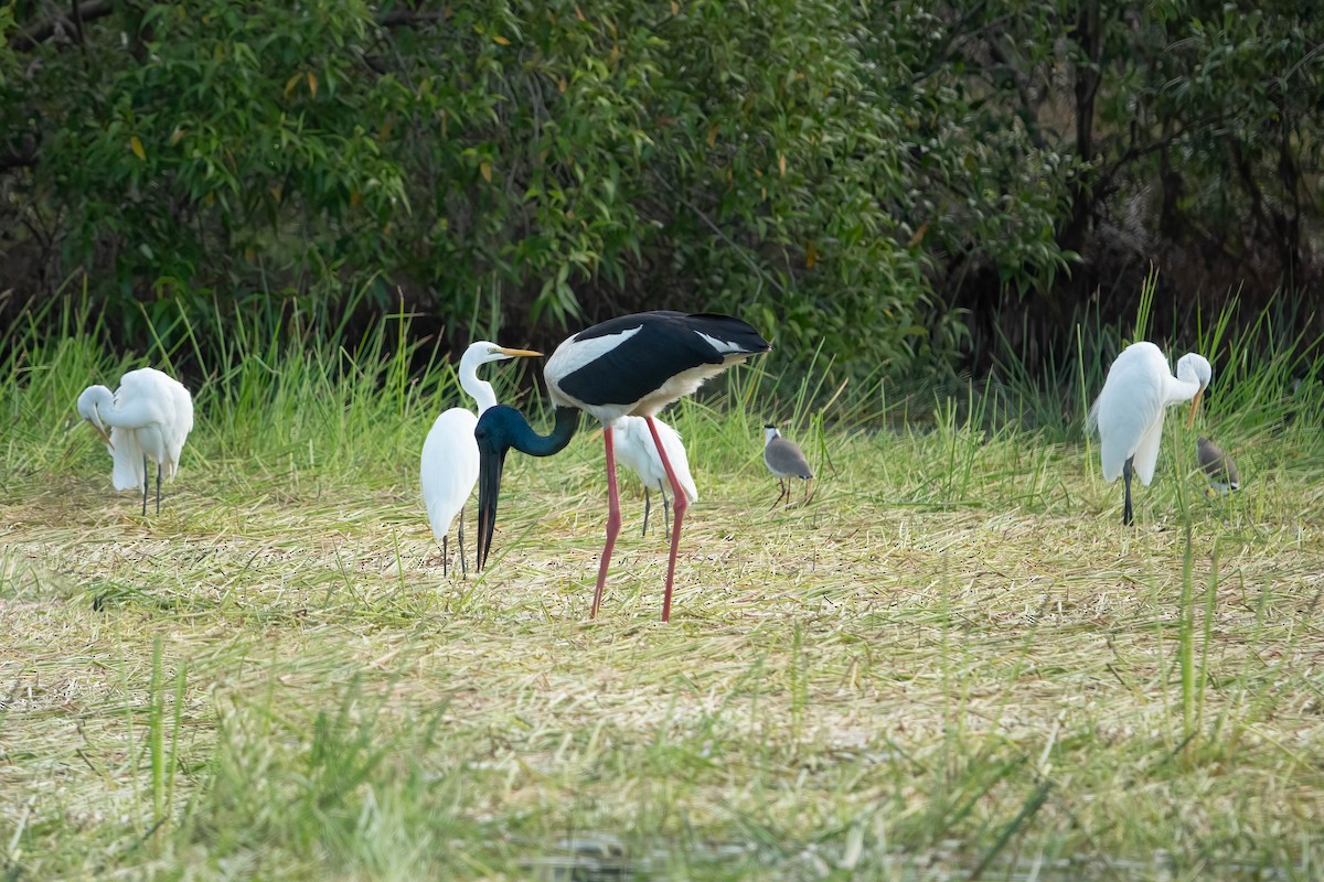 Black-necked Stork - ML620667628