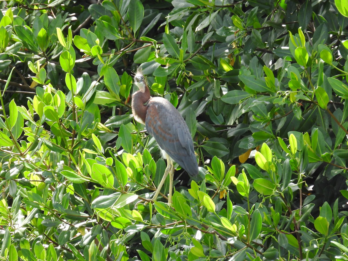 Tricolored Heron - ML620667629