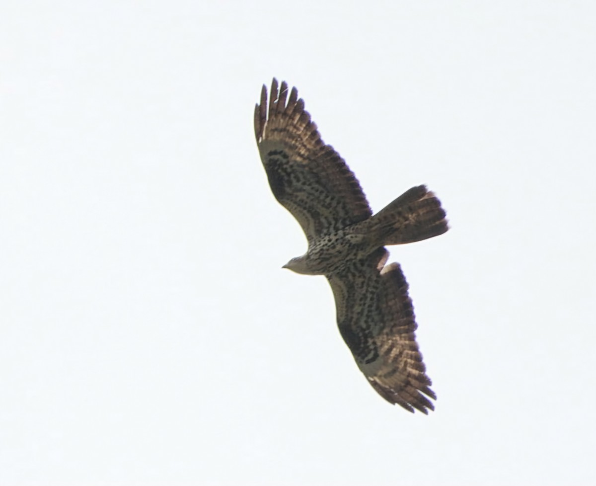 European Honey-buzzard - ML620667630