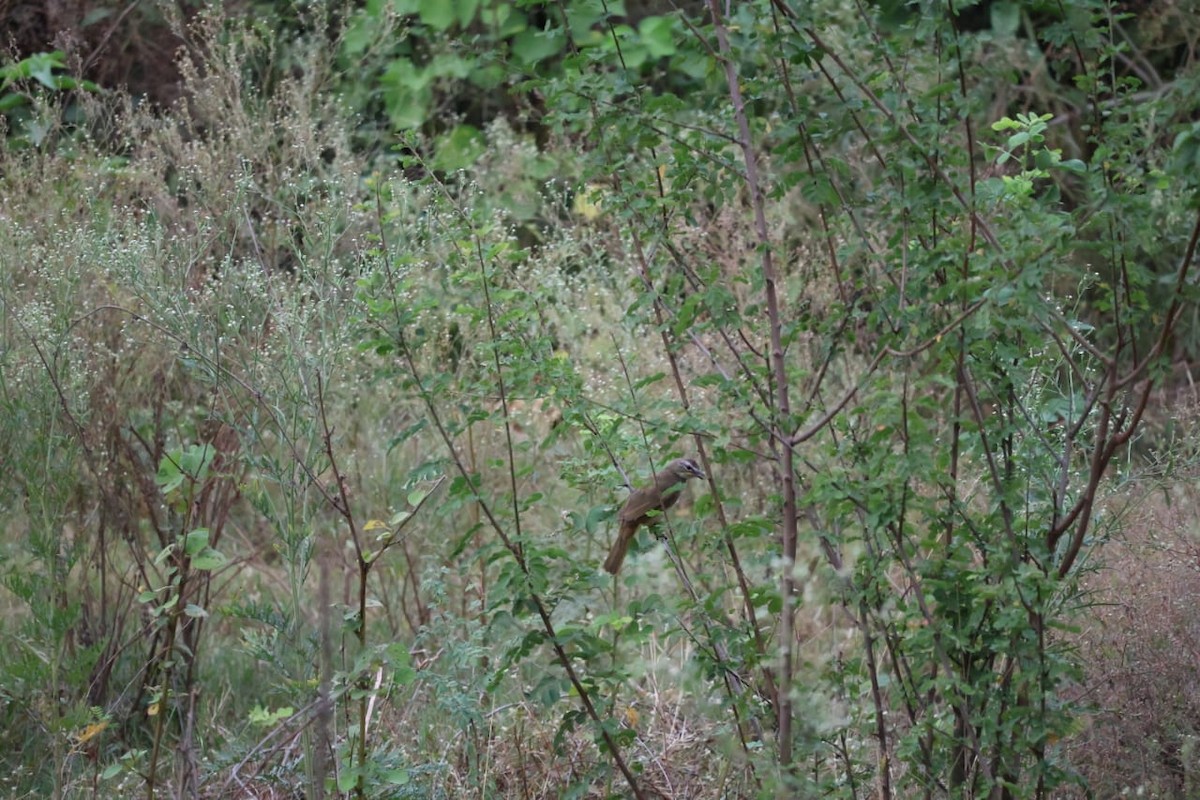 White-browed Bulbul - ML620667632