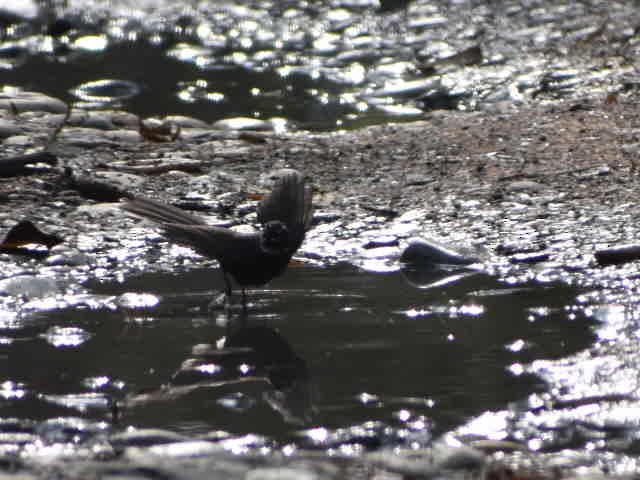 White-throated Fantail - ML620667634