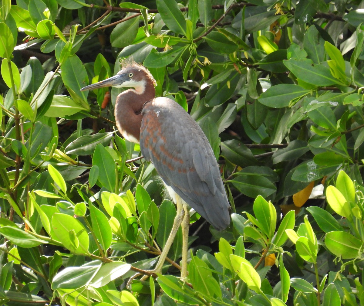 Tricolored Heron - ML620667636