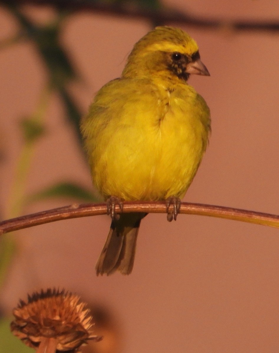 Serin à masque noir - ML620667637