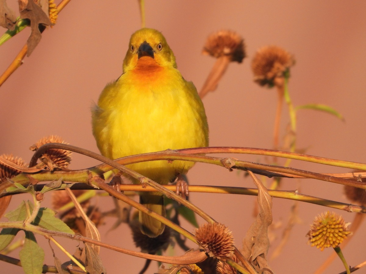 Holub's Golden-Weaver - ML620667641