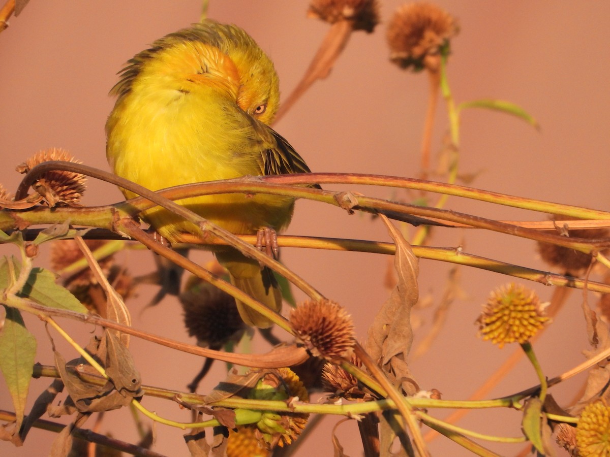 Holub's Golden-Weaver - ML620667642