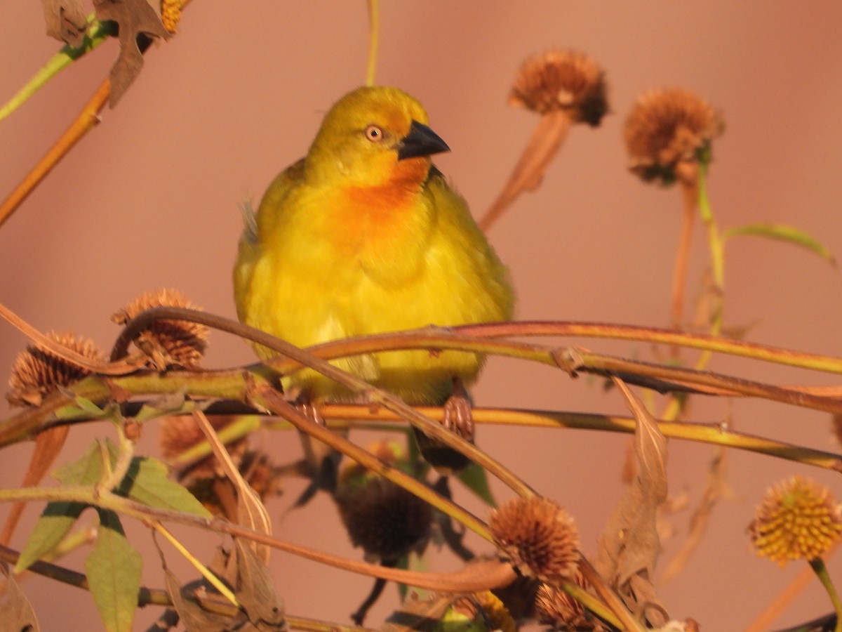 Holub's Golden-Weaver - ML620667643