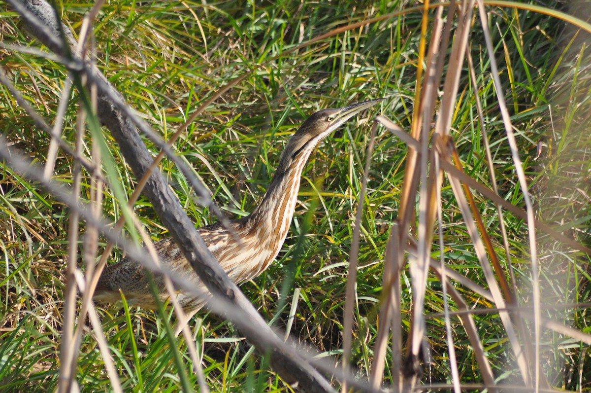 American Bittern - ML620667644