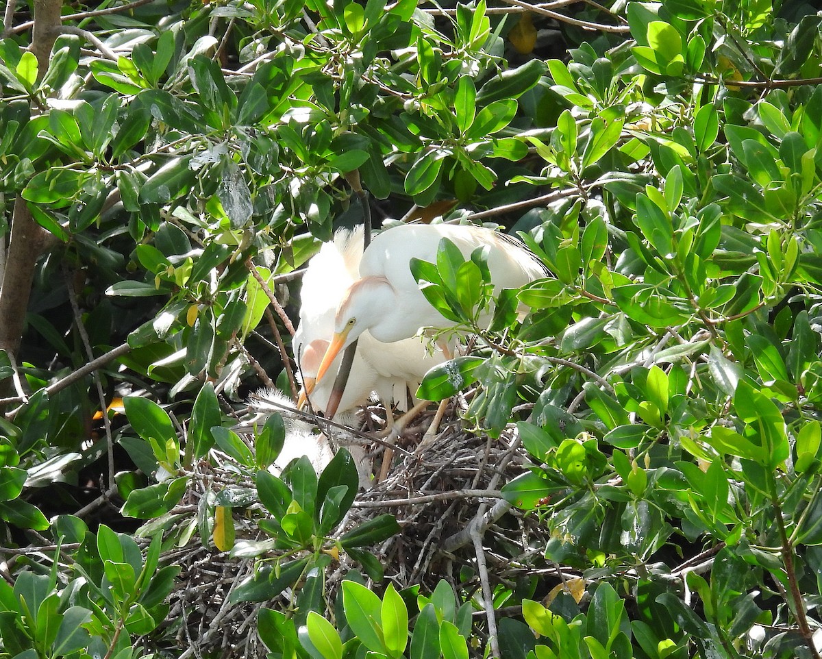 Western Cattle Egret - ML620667647