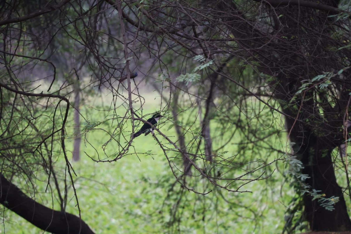 Pied Cuckoo - Leena m falke Dhenge